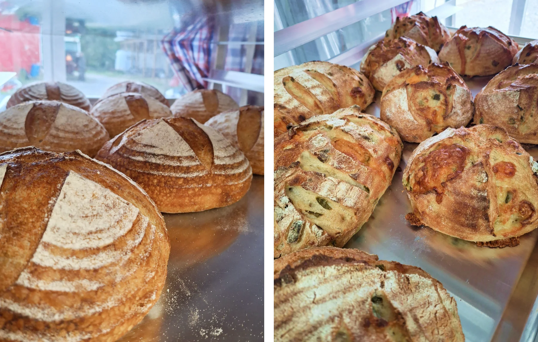 Classic sourdough loaves and Cheddar-Jalapeño sourdough loaves 
